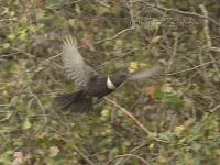Beflijster [Turdus torquatus]